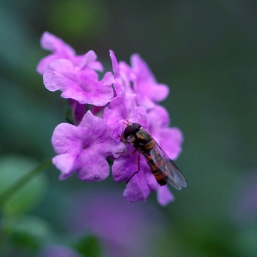 蜜蜂 (待確認)